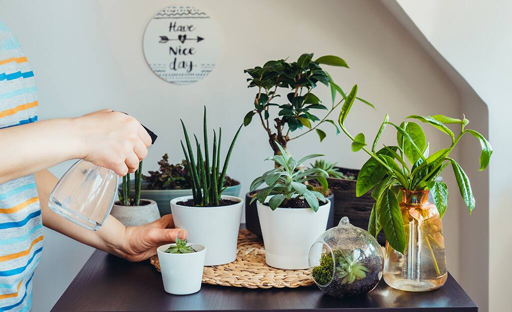 5 Easy Indoor Plants You Can T Kill The Home Depot