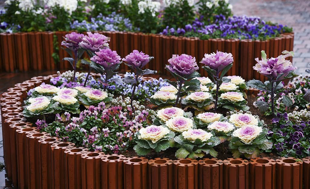 Flowering cabbage and kale in a raised garden bed Flowering cabbage and kale in a raised garden bed