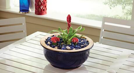 A tropical plant in a a dish garden. A tropical plant in a a dish garden.