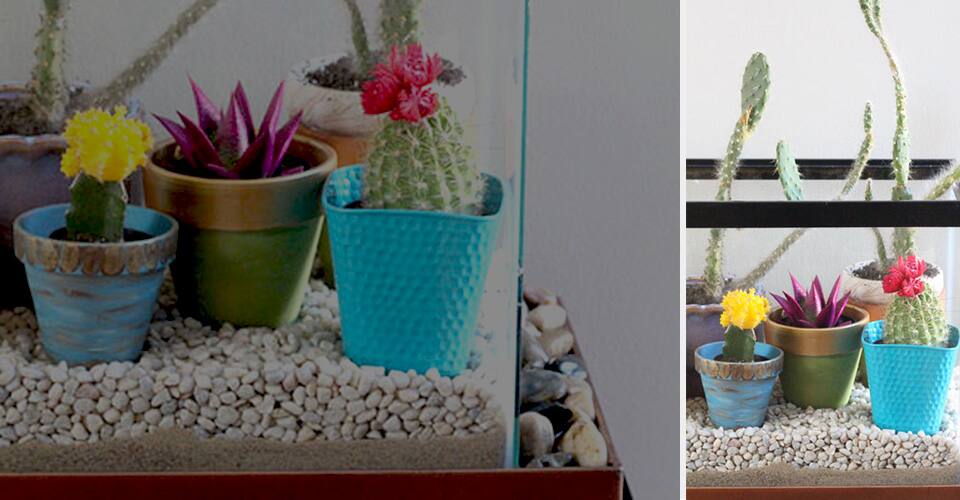A group of cacti and succulents in colorful pots. A group of cacti and succulents in colorful pots.