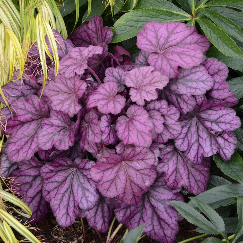 7 More Hardy Perennials to Plant in Fall The Home Depot