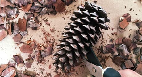 Cut the Pinecones for Flowers Cut the Pinecones for Flowers