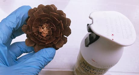 Spray Paint the Pinecones Spray Paint the Pinecones
