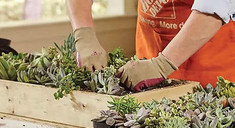 a person with gardening gloves on plants succulents in the frame a person with gardening gloves on plants succulents in the frame