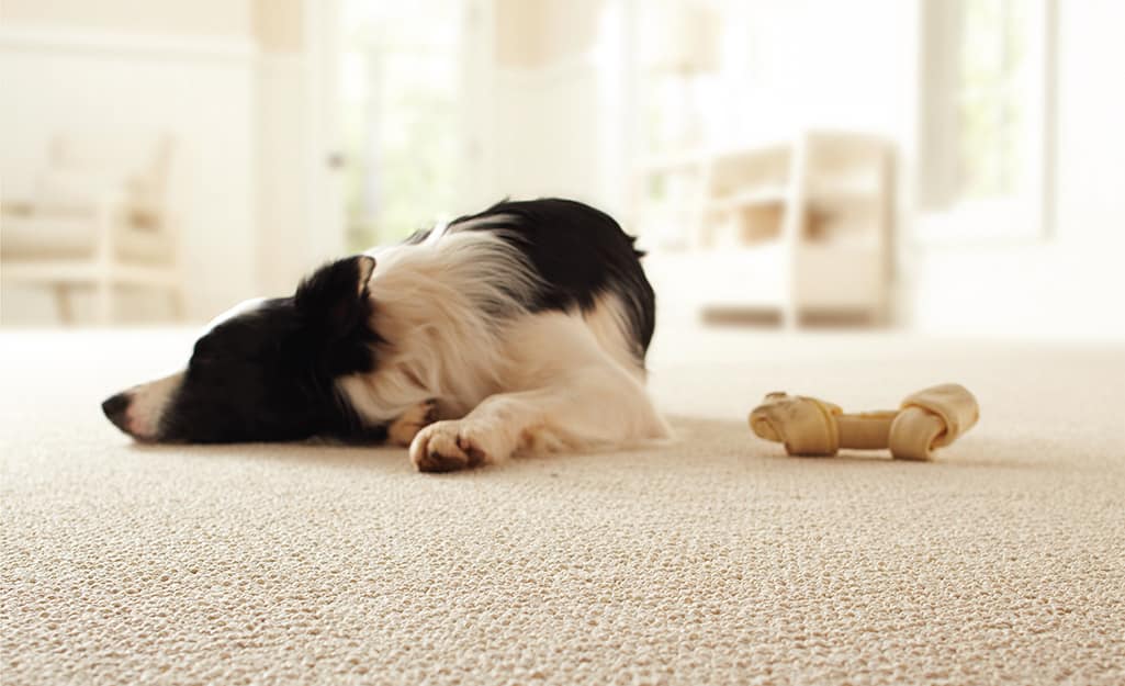 Best Carpet for Pets The Home Depot