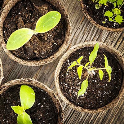 Best Lights for Stronger Seedlings
