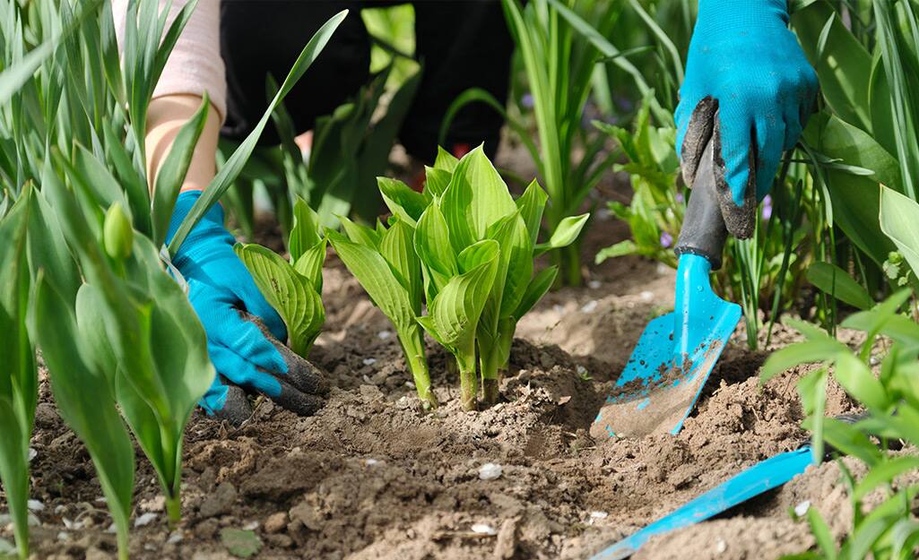 Best Perennials For Your Garden The Home Depot