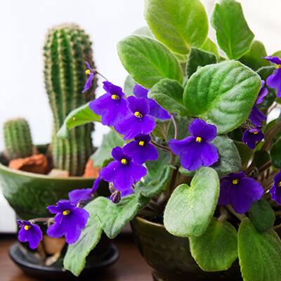 How To Grow African Violets The Home Depot