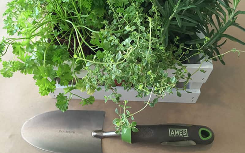 Container of herbs with a trowel Container of herbs with a trowel