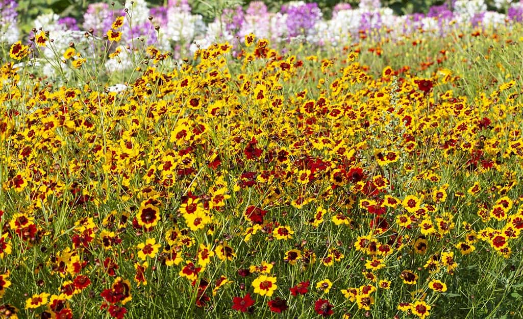 Best Hardy Perennials To Plant In Fall The Home Depot