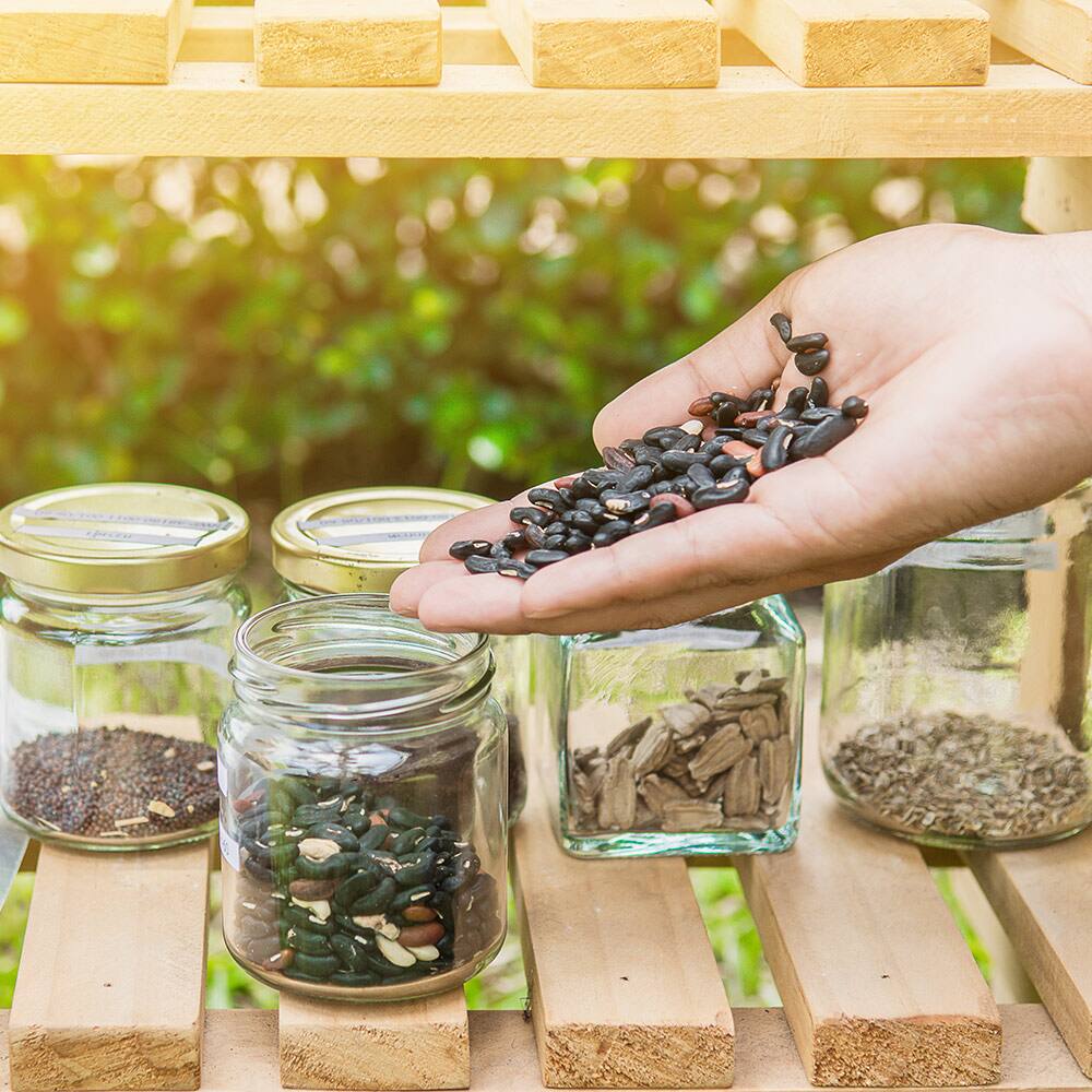Hints and How-To’s for Seed-Saving in Your Garden - The Home Depot