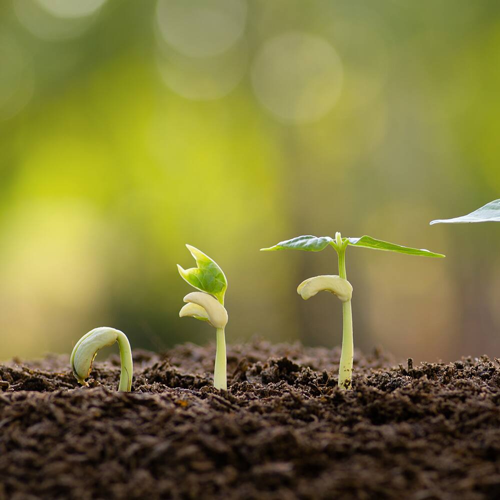 Seed sprouting in the garden