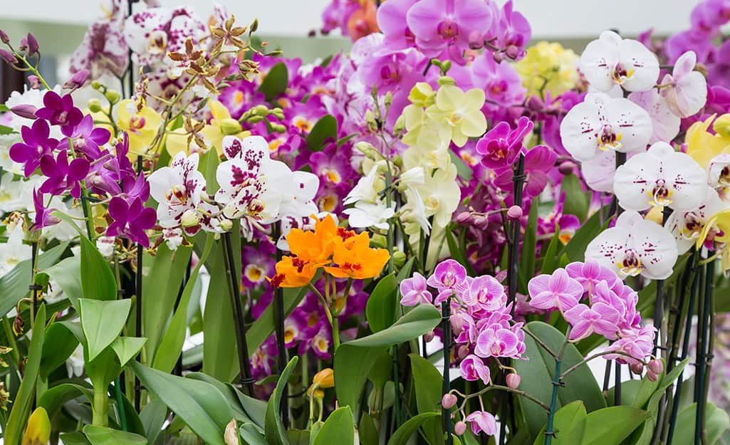 A variety of orchid plants blooming in pink, white and orange colors. A variety of orchid plants blooming in pink, white and orange colors.