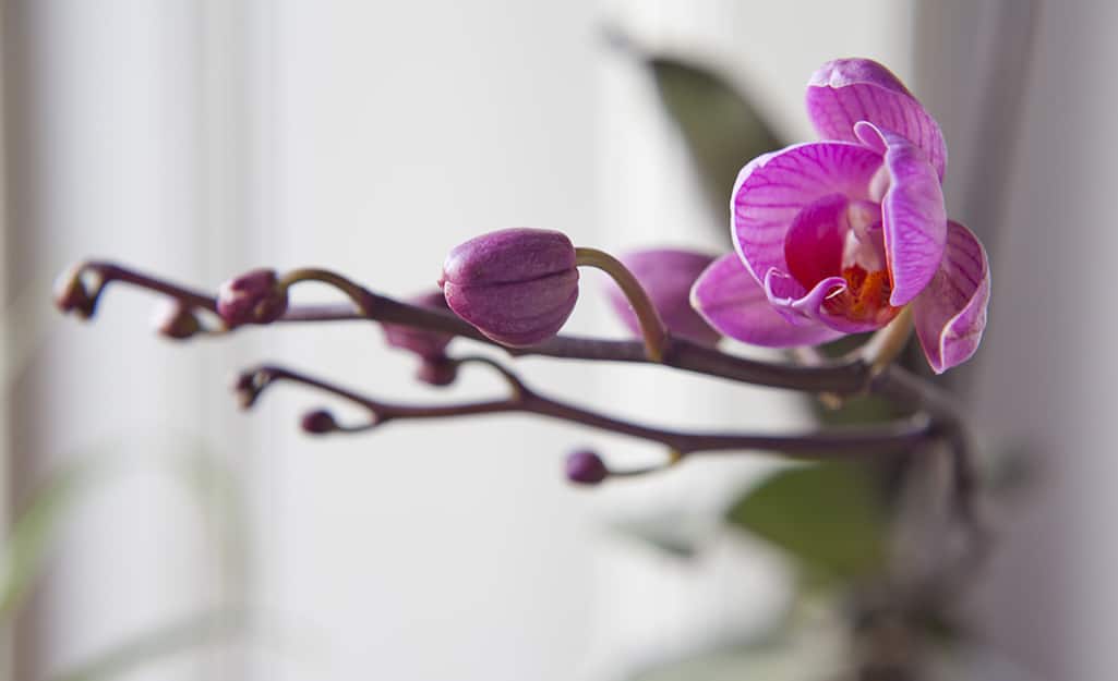 An orchid plant with its final blooms. An orchid plant with its final blooms.