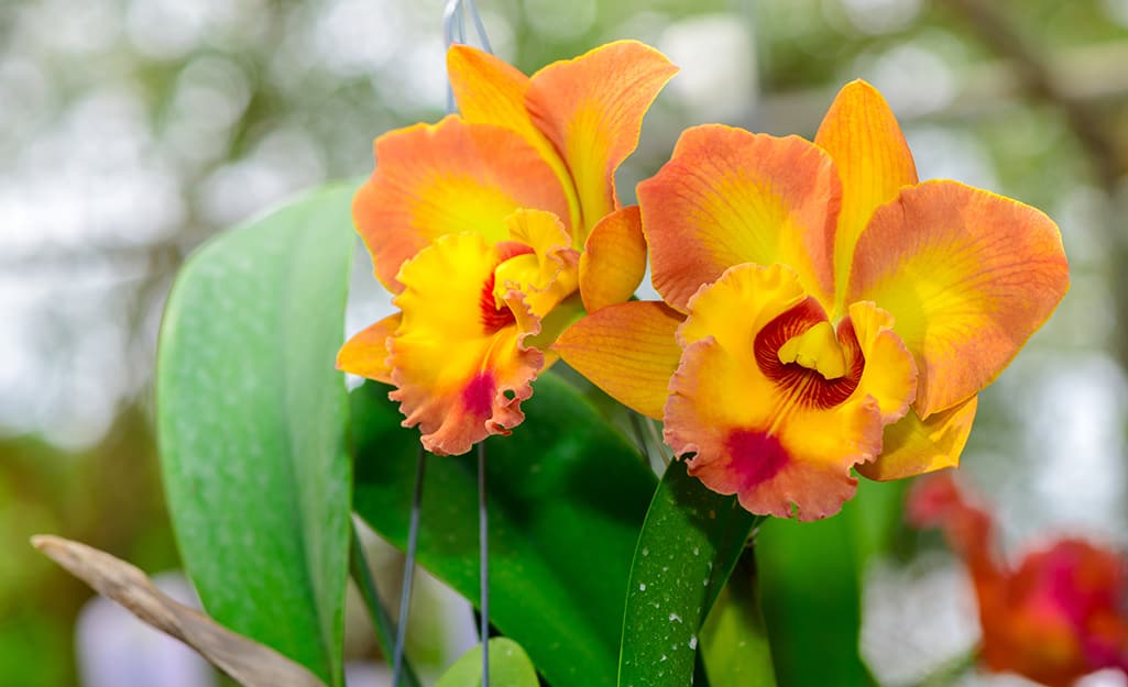 An orchid featuring two orange and pink blooms. An orchid featuring two orange and pink blooms.