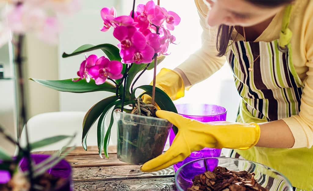 Someone potting an orchid plant. Someone potting an orchid plant.