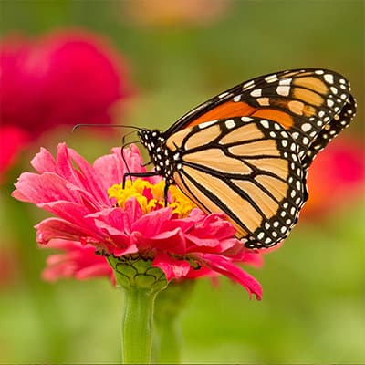 How to Create a Garden Buffet for Pollinators