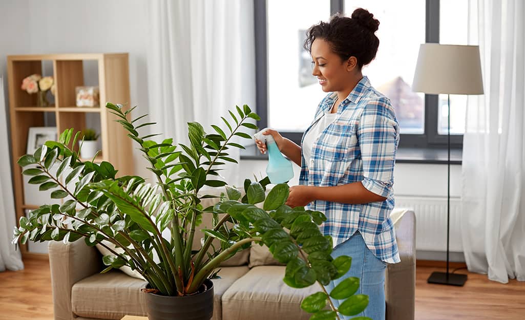 A woman uses a spray bottle to spritz a large houseplant. A woman uses a spray bottle to spritz a large houseplant.