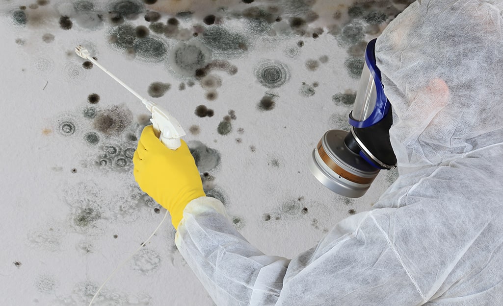 mold removal services