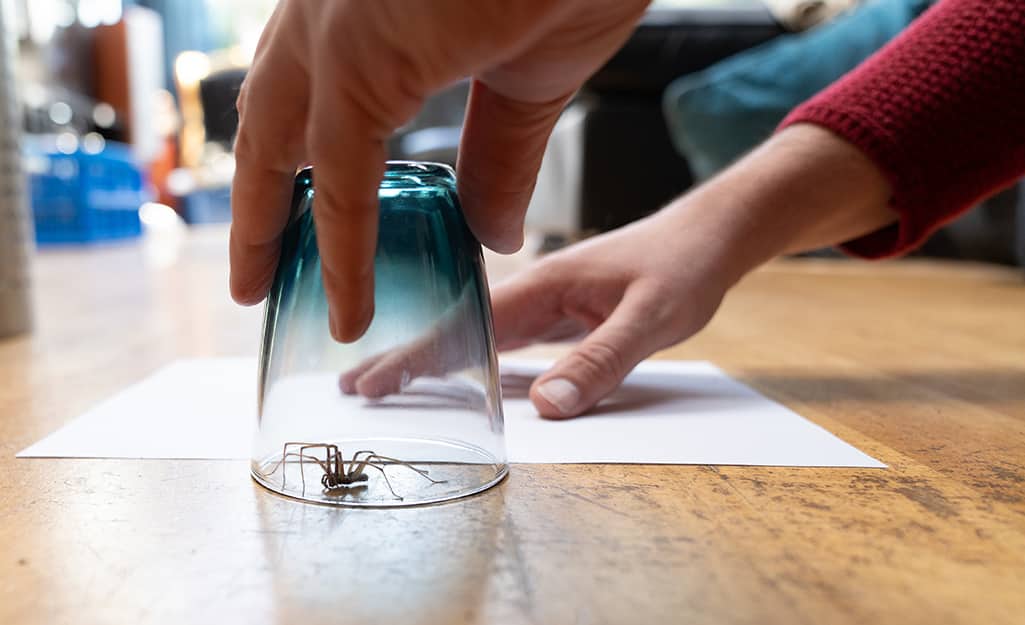 A person slides a sheet of paper under a glass containing a spider to transport it outdoors. A person slides a sheet of paper under a glass containing a spider to transport it outdoors.