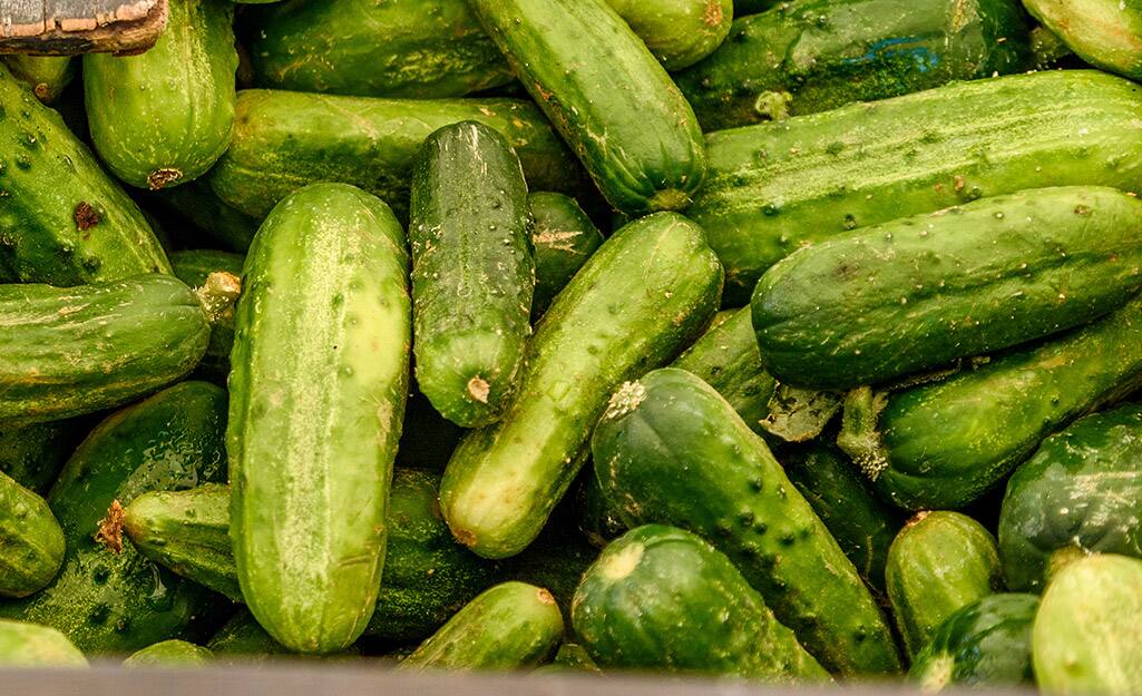 How to Grow Cucumbers - The Home Depot