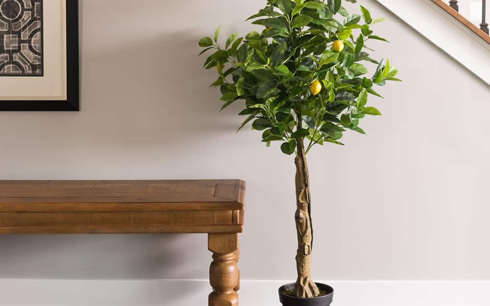 Patio Lemon Tree Care Patio Ideas