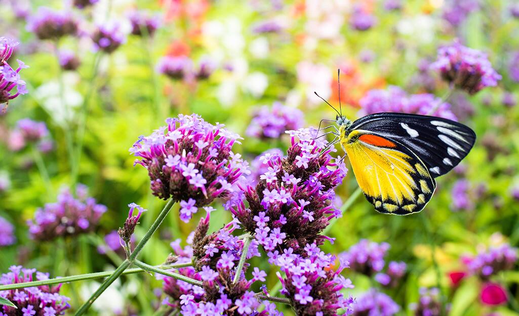 Butterfly on a purple bloom