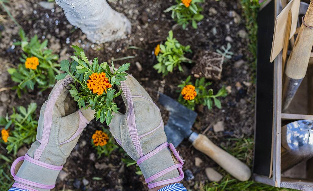 Gardener transplanting marigolds in a garden bed