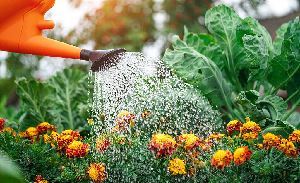 Watering yellow flowers with a watering can