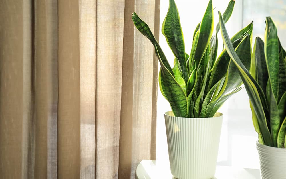A snake plant sits on a table. A snake plant sits on a table.