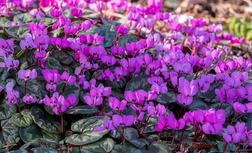 How to Grow Cyclamen The Home Depot