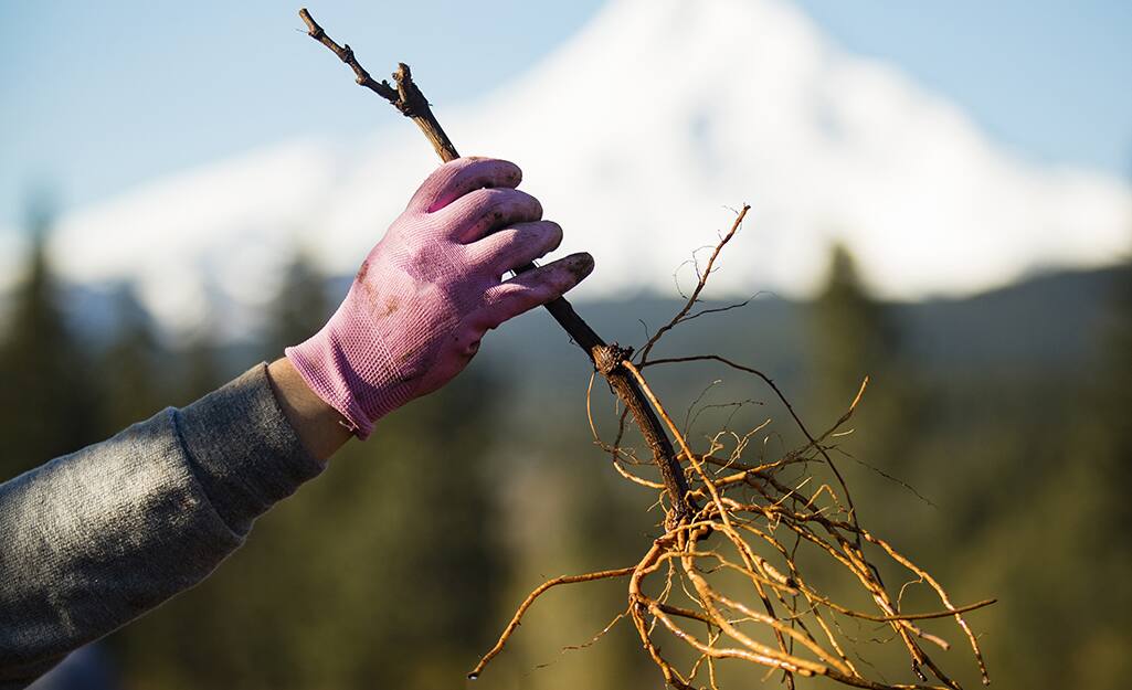 How to Grow Grapes The Home Depot