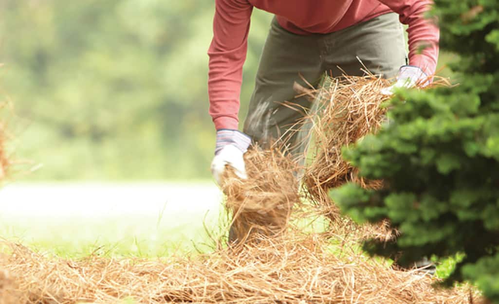 A person spreading hay over a seeded lawn. A person spreading hay over a seeded lawn.