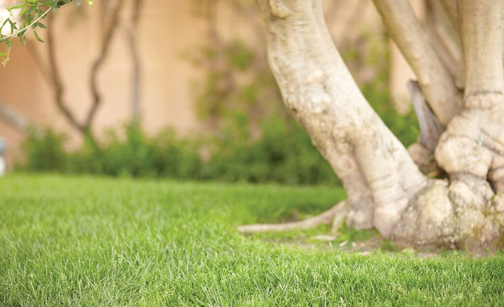 Grass under a tree. Grass under a tree.