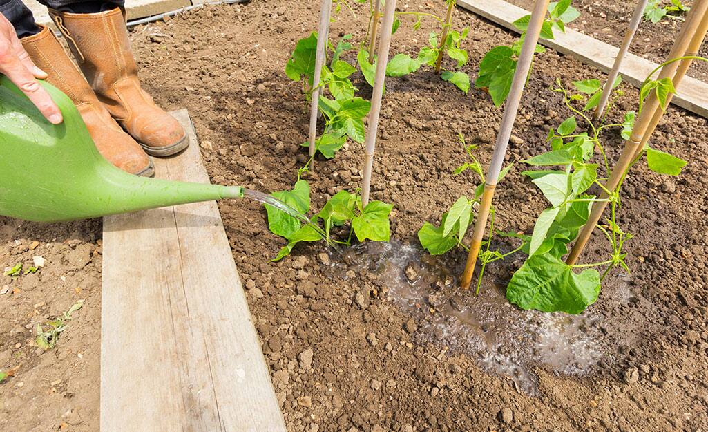 How to Grow Green Beans The Home Depot
