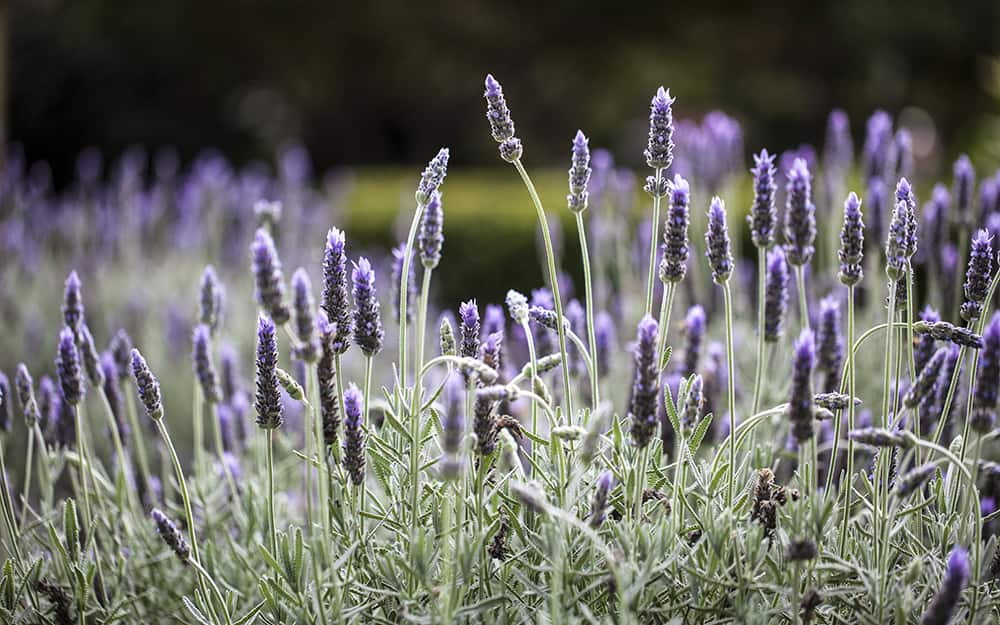 Grow lavender in the garden Grow lavender in the garden