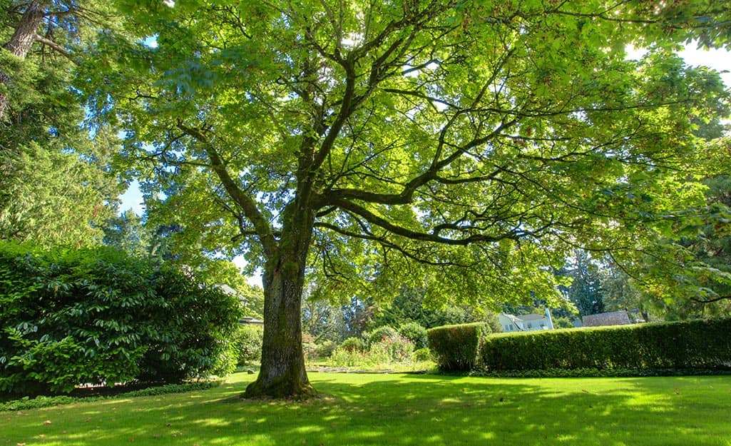 A tall tree with strong branches, suitable for a tree swing, in a green lawn. A tall tree with strong branches, suitable for a tree swing, in a green lawn.