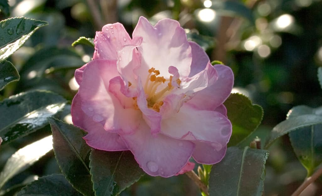 A pink camellia blossom for a Zen garden. A pink camellia blossom for a Zen garden.