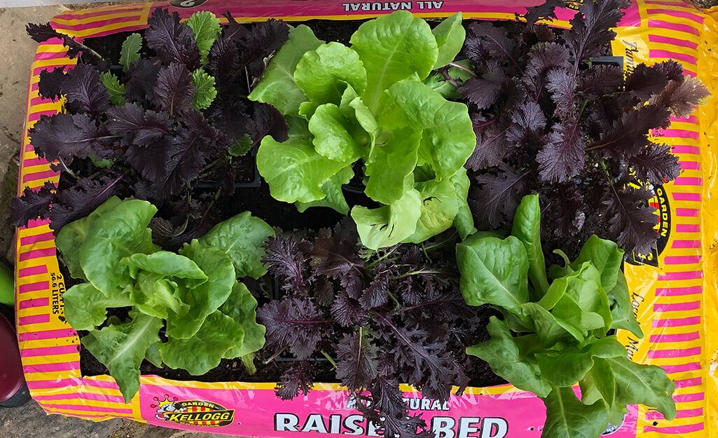 How to Make an Easy Soil Bag Garden The Home Depot