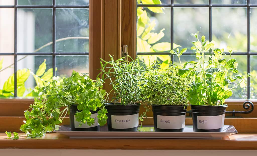 Small, black pots with white labels holding rosemary, thyme, coriander and mint plants in a sunny window. Small, black pots with white labels holding rosemary, thyme, coriander and mint plants in a sunny window.
