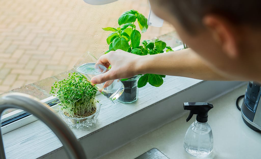 Someone using a small glass to water potted herbs and a saucer of sprouts on a windowsill. Someone using a small glass to water potted herbs and a saucer of sprouts on a windowsill.