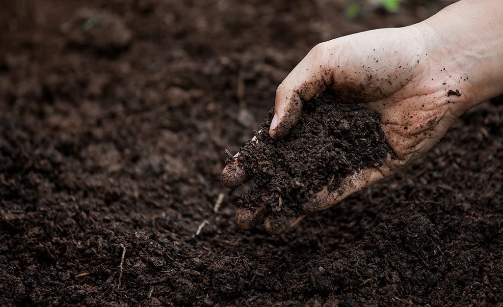 Someone grabs a handful of healthy topsoil. Someone grabs a handful of healthy topsoil.