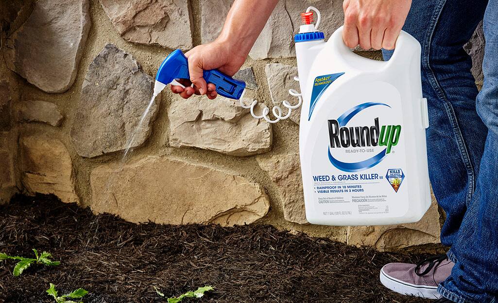 Someone treats individual weeds with a spray herbicide. Someone treats individual weeds with a spray herbicide.