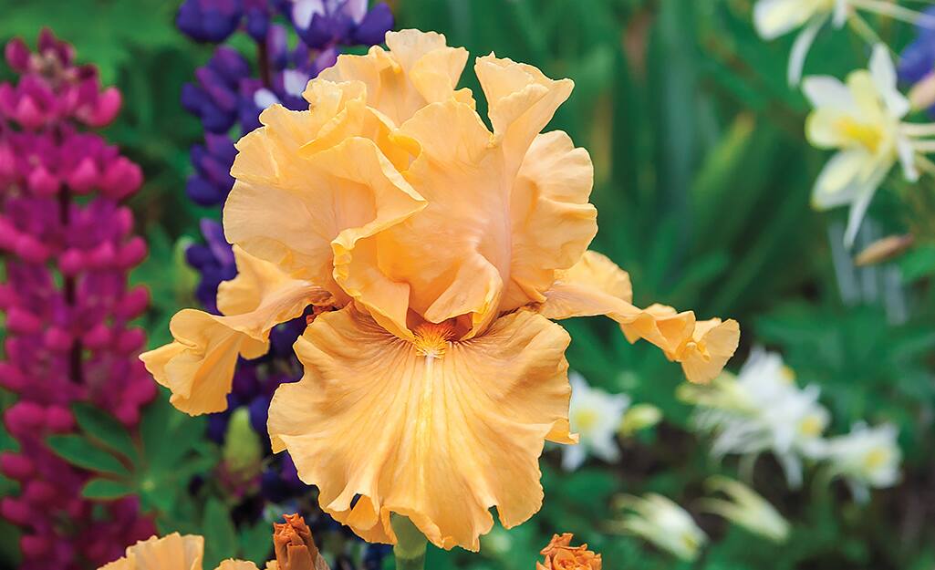 How To Plant Summer Flowering Bulbs The Home Depot