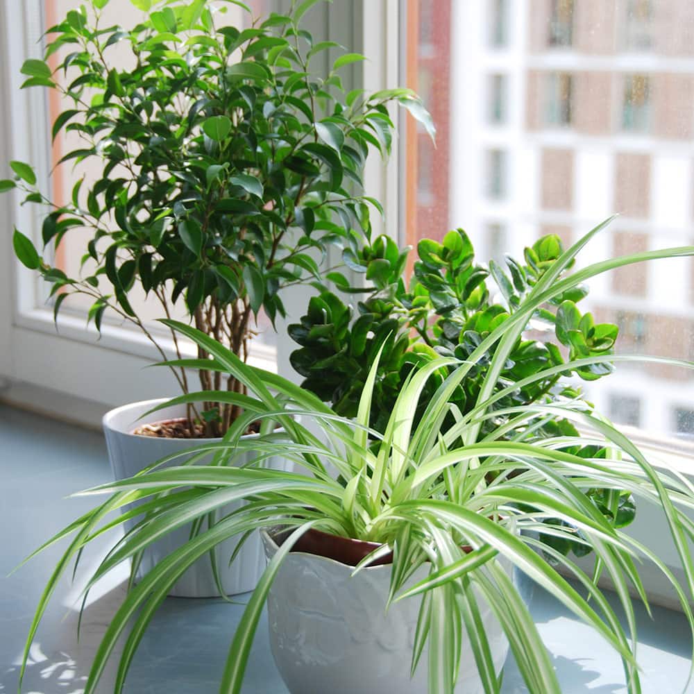 How To Revive A Dying Houseplant The Home Depot