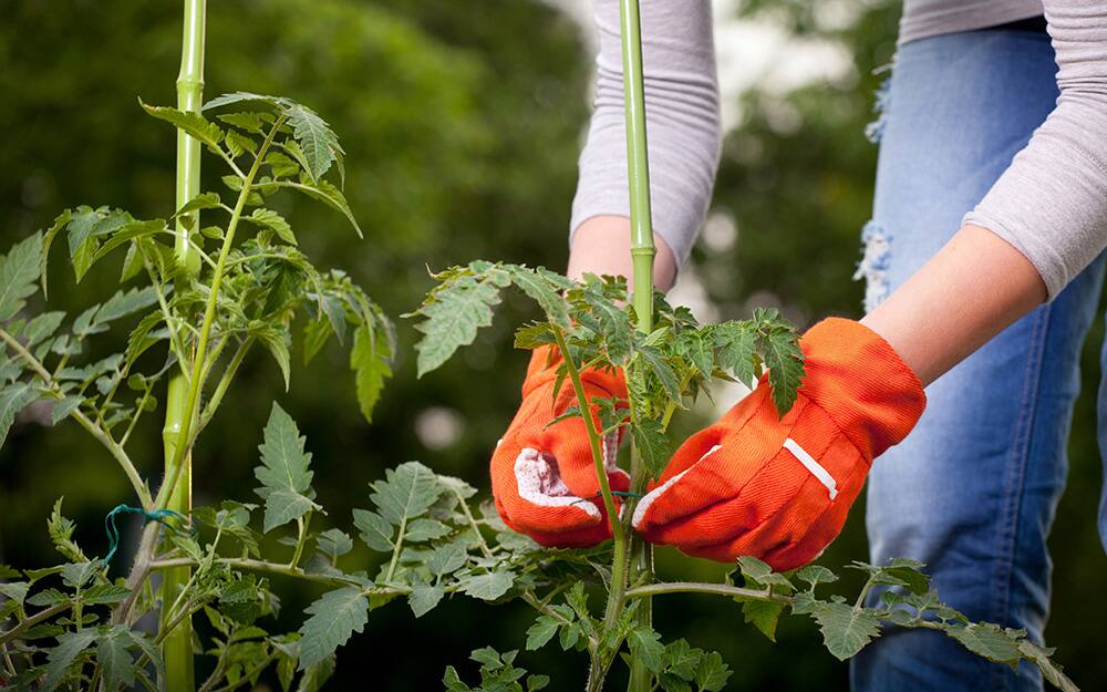 Person staking vegetable plants. Person staking vegetable plants.