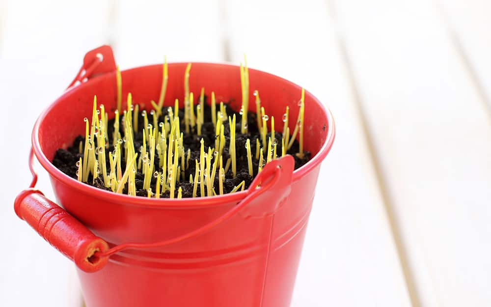 Vegetable plants growing in a bucket. Vegetable plants growing in a bucket.