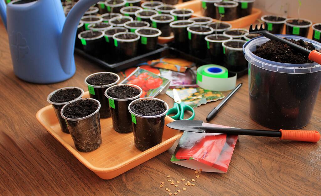 Starting Tomatoes Indoors The Home Depot