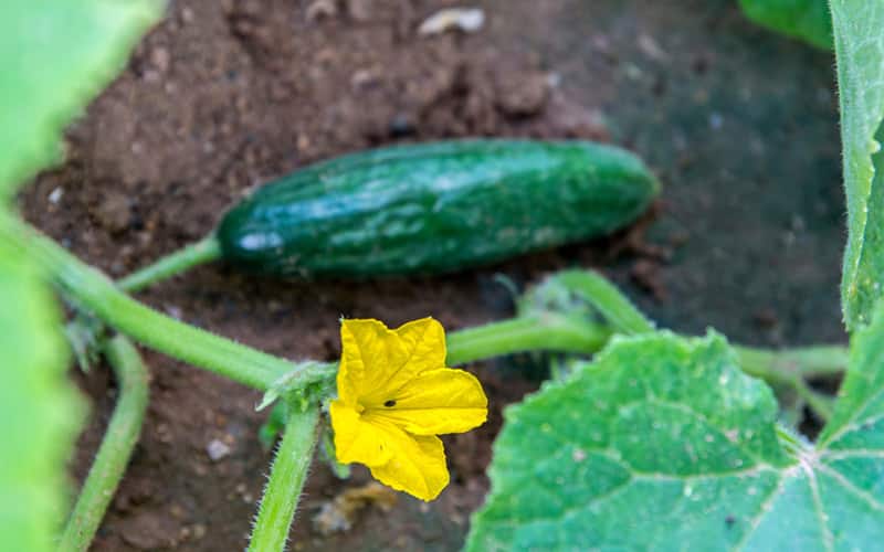 A cucumber and yellow bloom in garden soil A cucumber and yellow bloom in garden soil