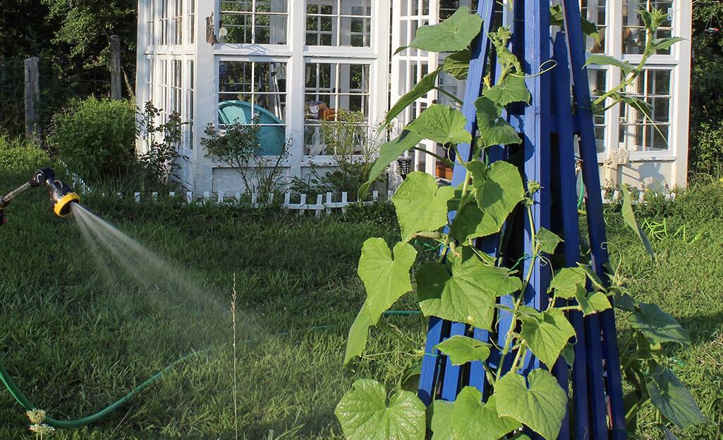 Cucumber vine growing on a trellis. Cucumber vine growing on a trellis.